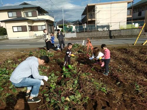 IMG_4345 芋ほり.JPG